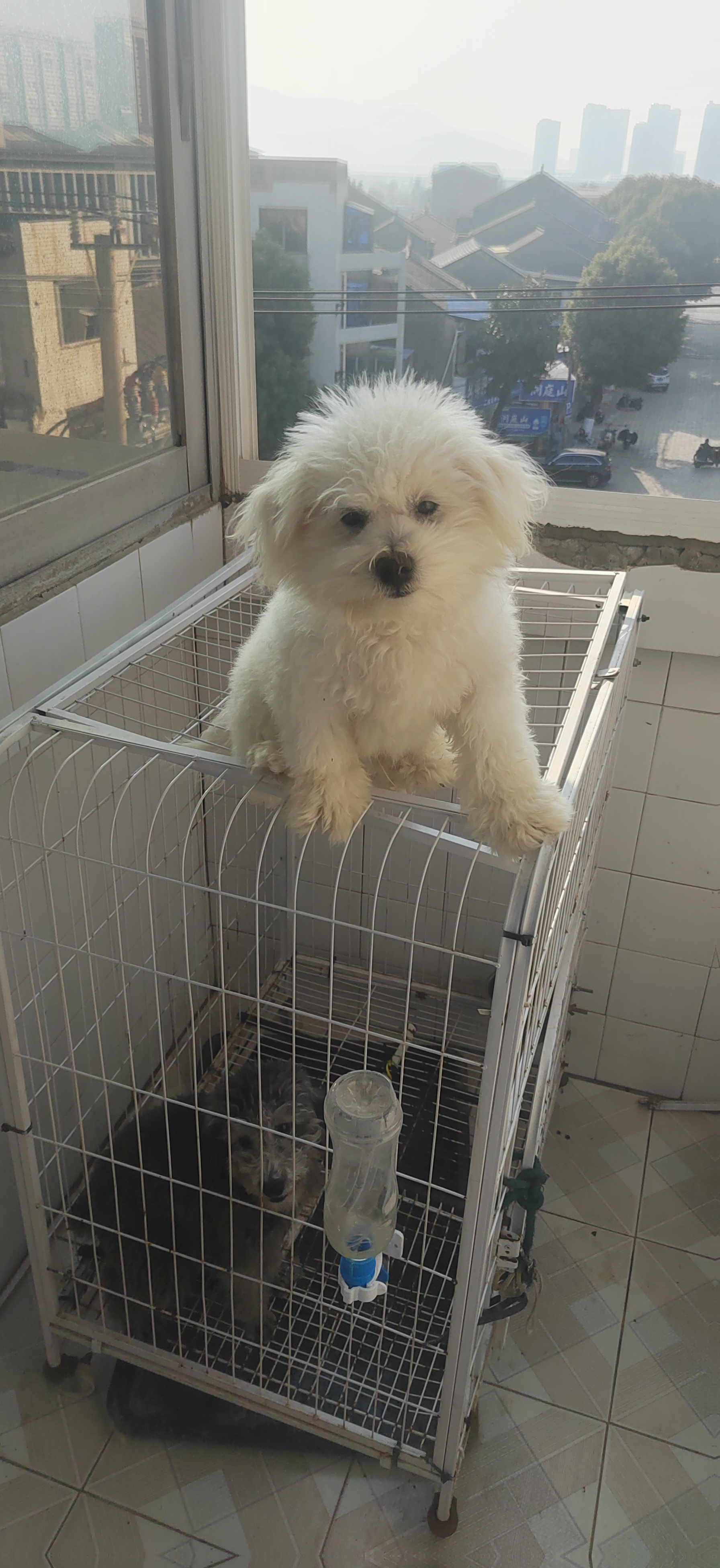 短腿小胖子，比熊小弟弟，特别听话